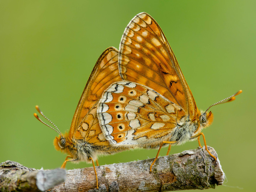 Euphydryas aurinia - lápi tarkalepke