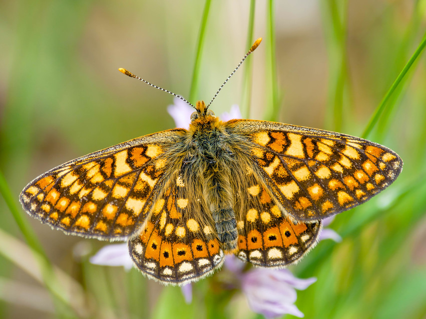 Euphydryas aurinia - lápi tarkalepke