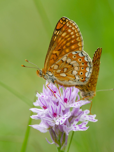 Euphydryas aurinia - lápi tarkalepke