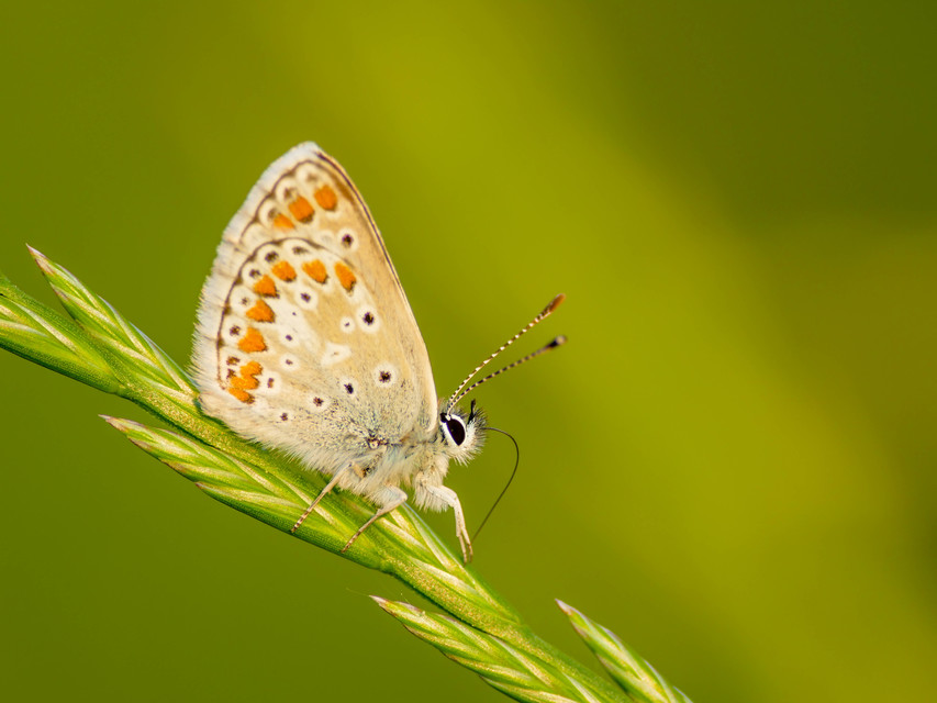Aricia agestis - szerecsenboglárka