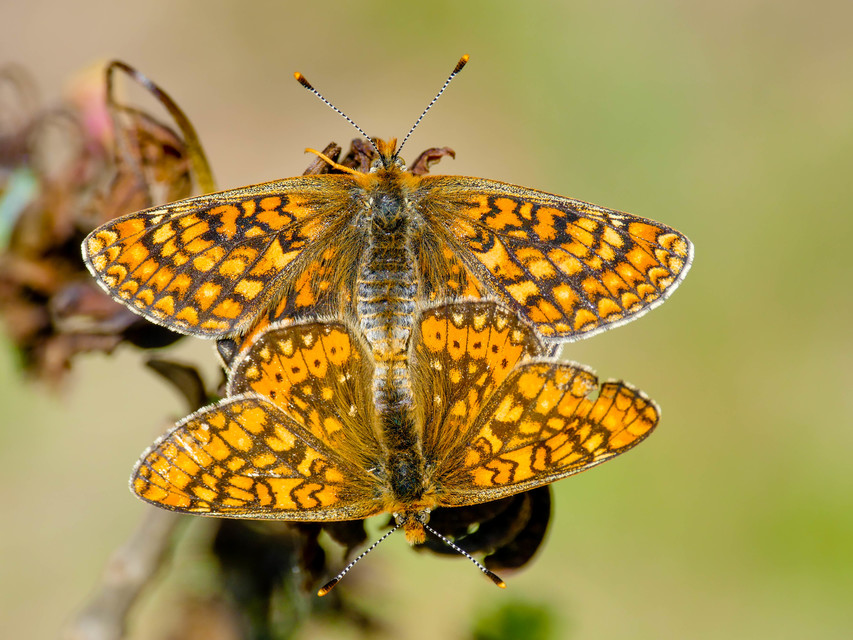 Euphydryas aurinia - lápi tarkalepke