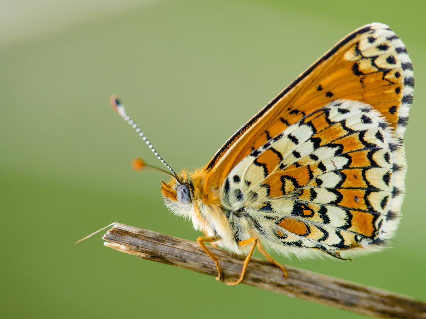 Melitaea cinxia - réti tarkalepke