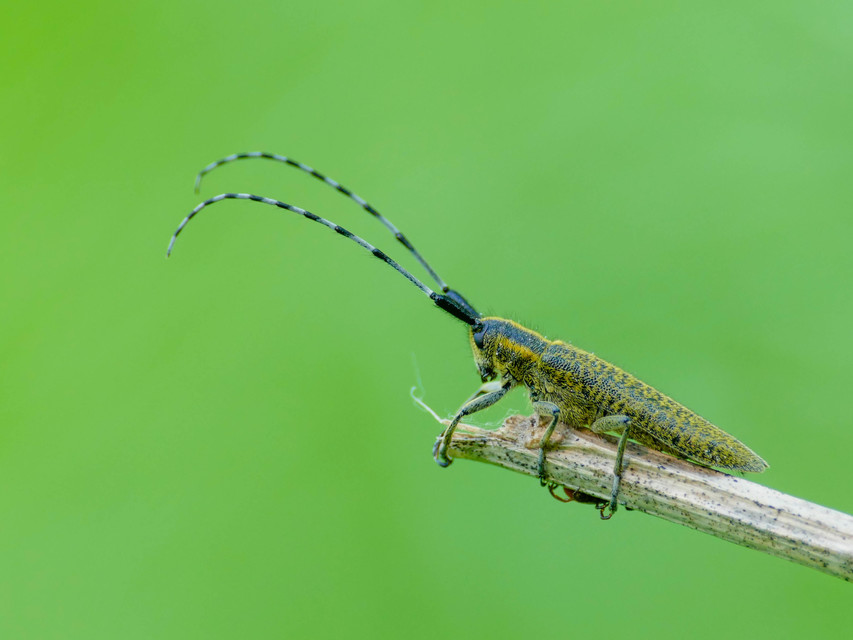 Agapanthia villosoviridescens - fehérgyűrűs bogáncscincér