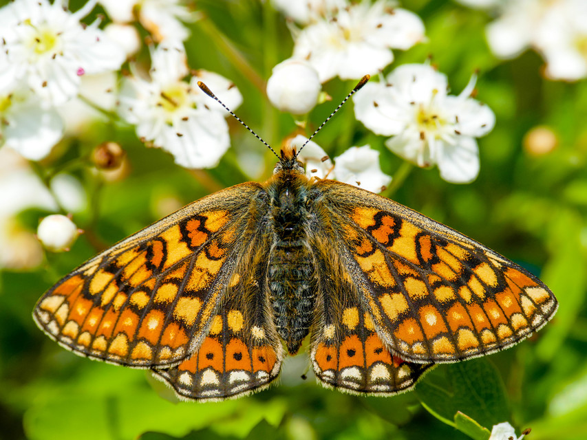 Euphydryas aurinia - lápi tarkalepke