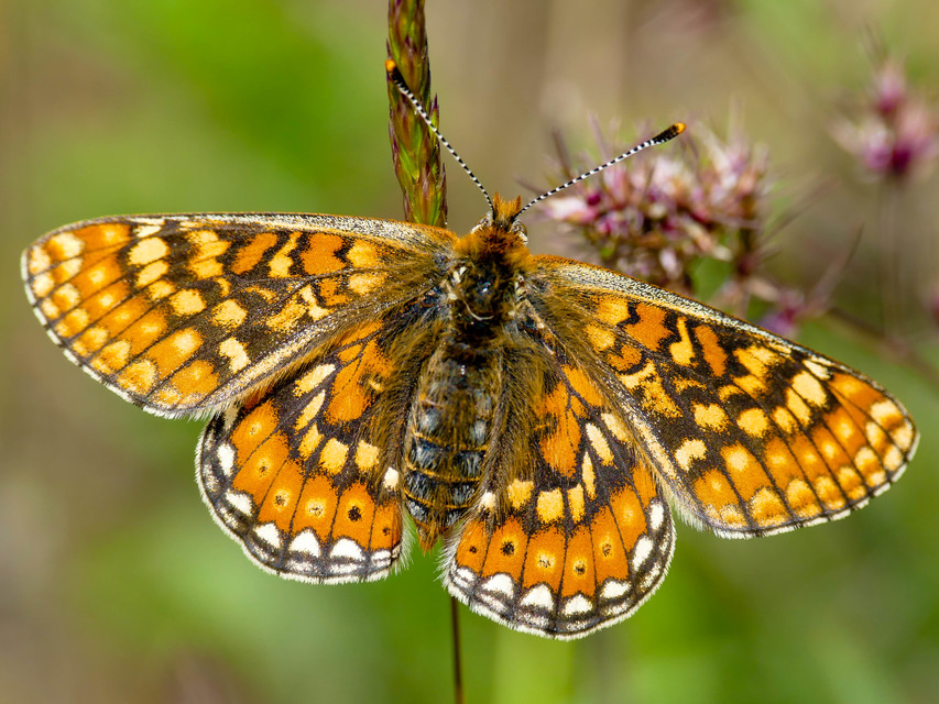 Euphydryas aurinia - lápi tarkalepke