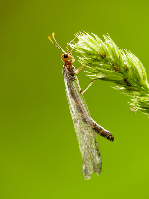 Megistopus flavicornis - kétfoltos hangyaleső