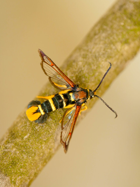 Synanthedon vespiformis - darázsszitkár
