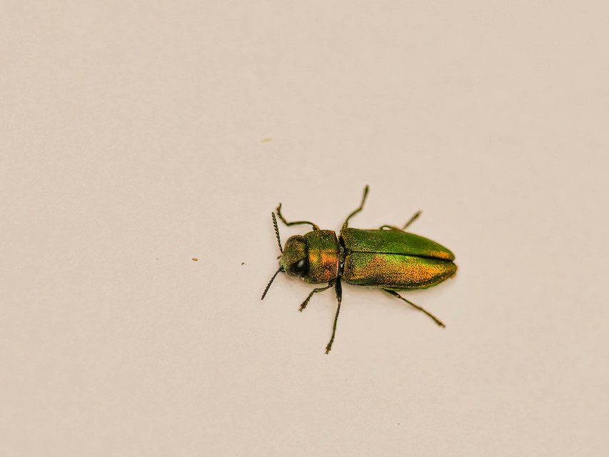Anthaxia nitidula - ragyogó virágdíszbogár