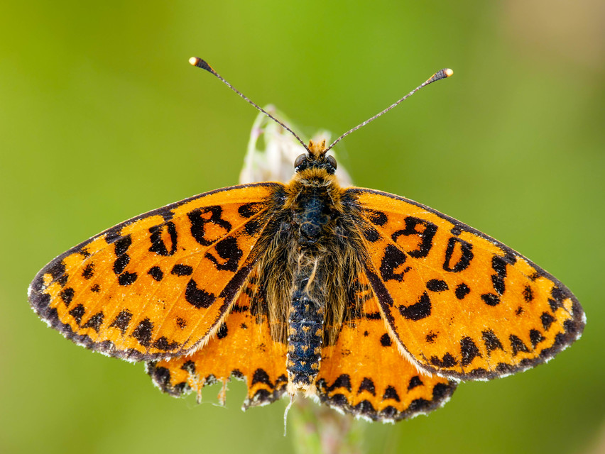 Melitaea didyma - tüzes tarkalepke