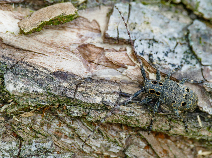 Mesosa curculionoides - szemfoltos cincér