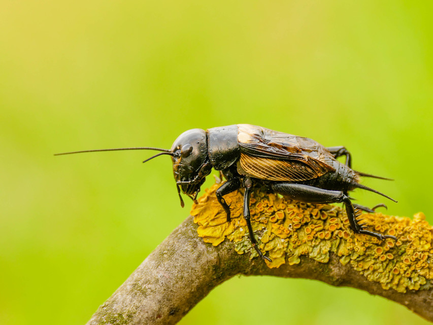 Gryllus campestris - mezei tücsök