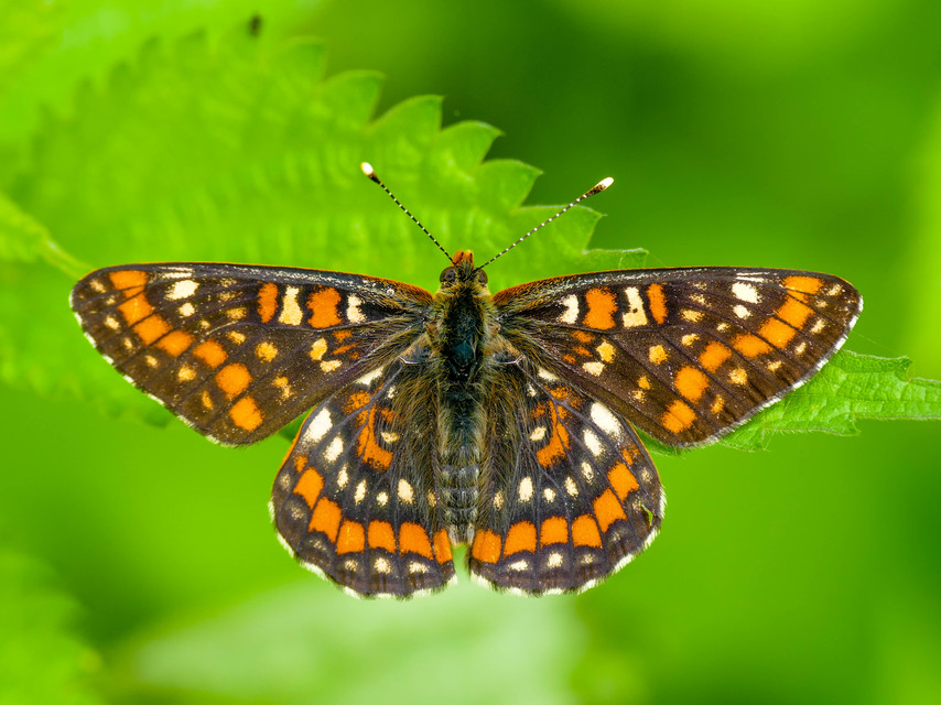 Euphydryas maturna - díszes tarkalepke