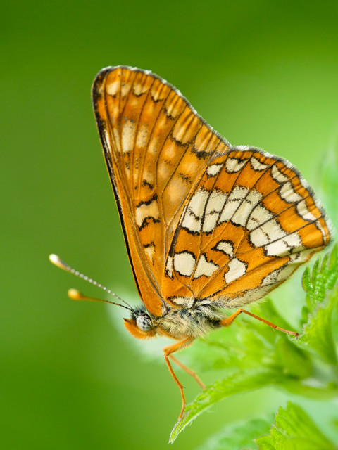 Euphydryas maturna - díszes tarkalepke
