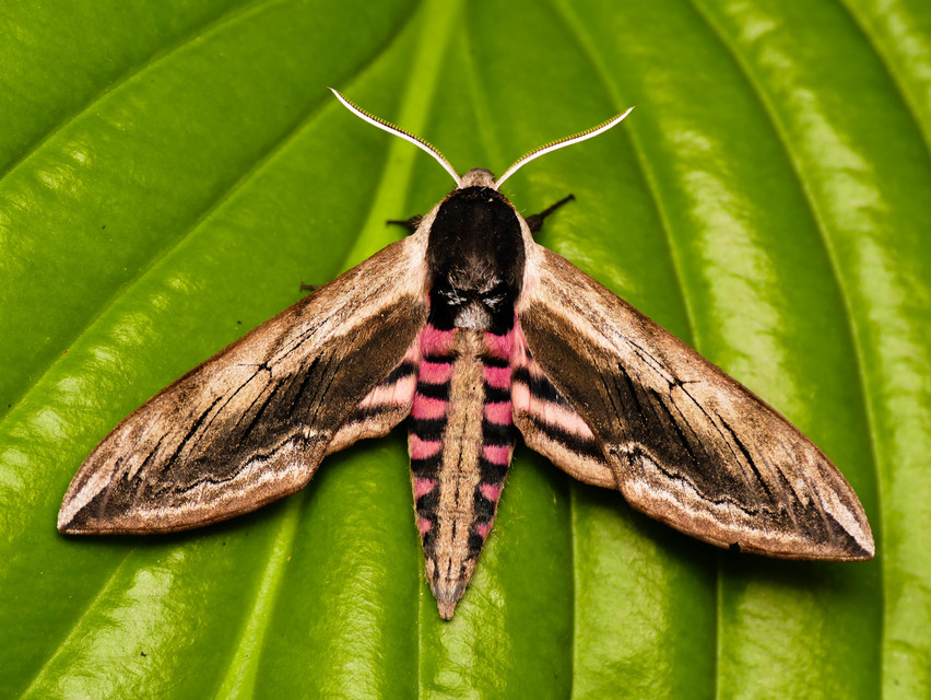 Sphinx ligustri - fagyalszender