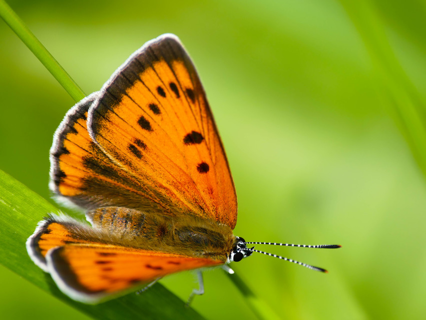 Lycaena dispar rutilus - nagy tűzlepke