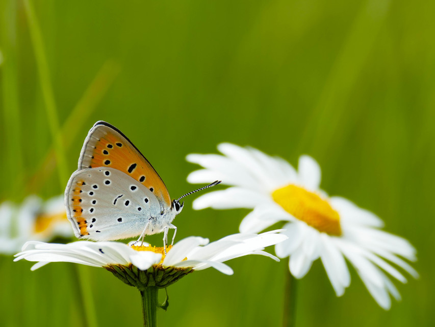 Lycaena dispar rutilus - nagy tűzlepke