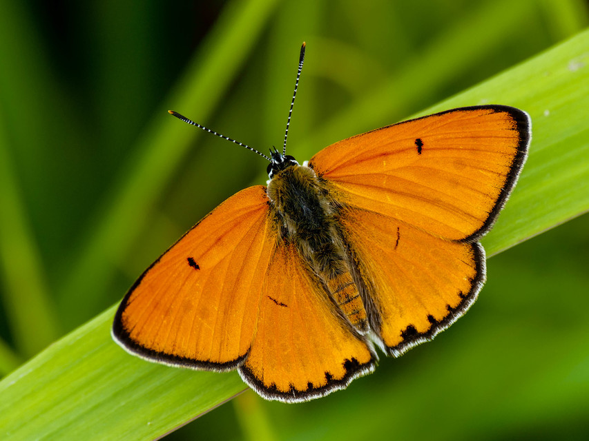 Lycaena dispar rutilus - nagy tűzlepke