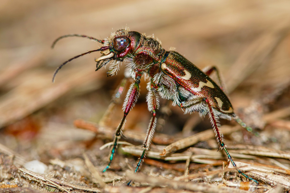 Cicindela soluta pannonica - pannon homokfutrinka