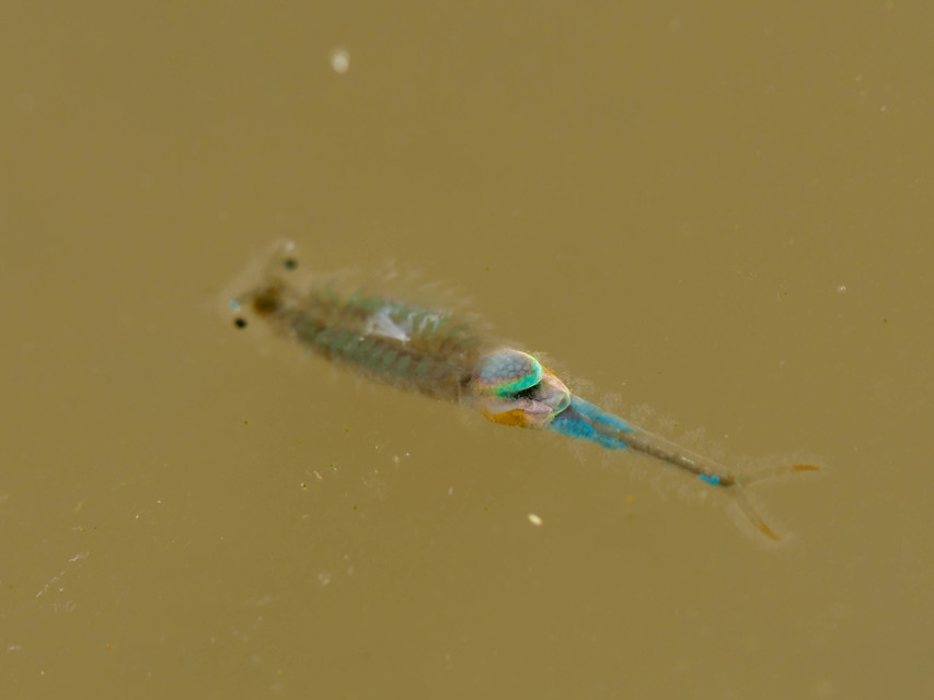 Branchipus schaefferi