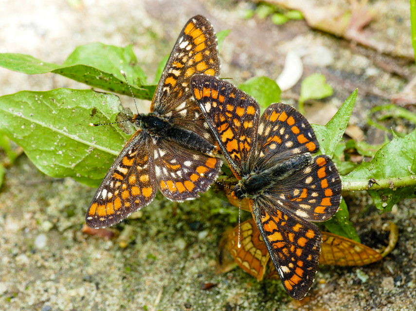 Euphydryas maturna - díszes tarkalepke