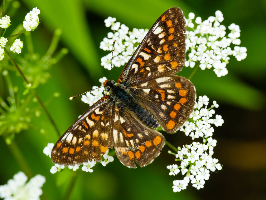 Euphydryas maturna - díszes tarkalepke