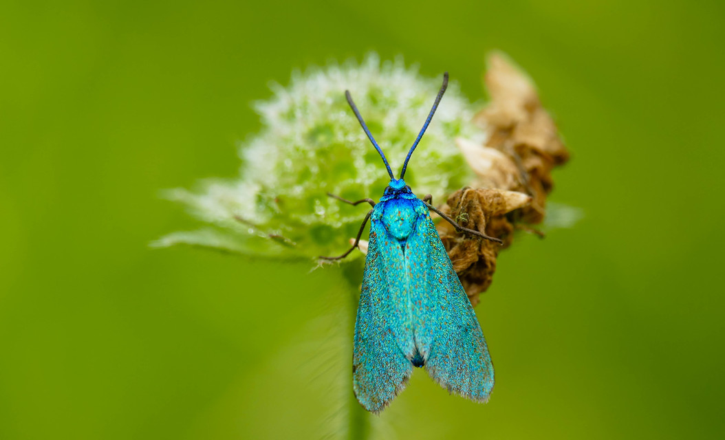 Zygaenidae - csüngőlepkefélék