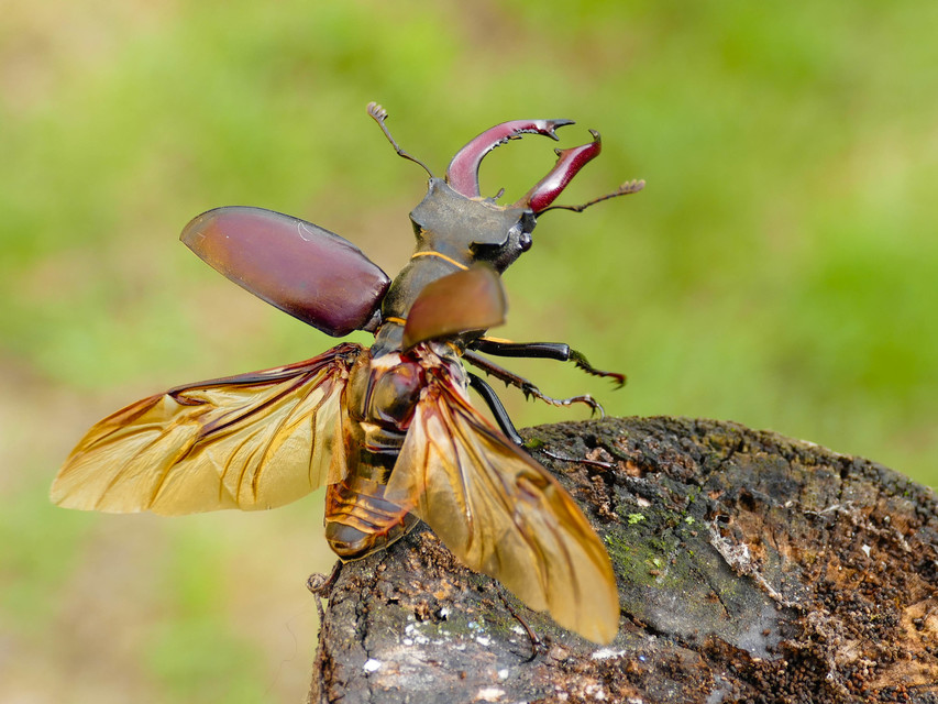 Lucanus cervus - nagy szarvasbogár