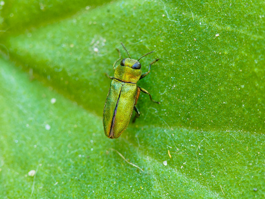 Anthaxia nitidula - ragyogó virágdíszbogár