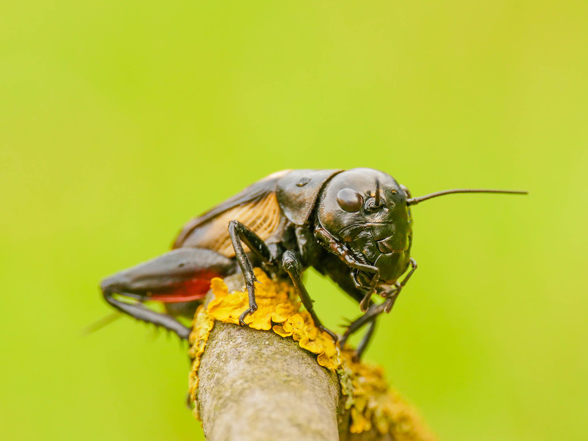 Gryllus campestris - mezei tücsök