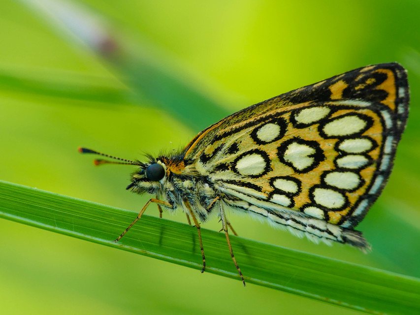 Heteropterus morpheus - tükrös busalepke
