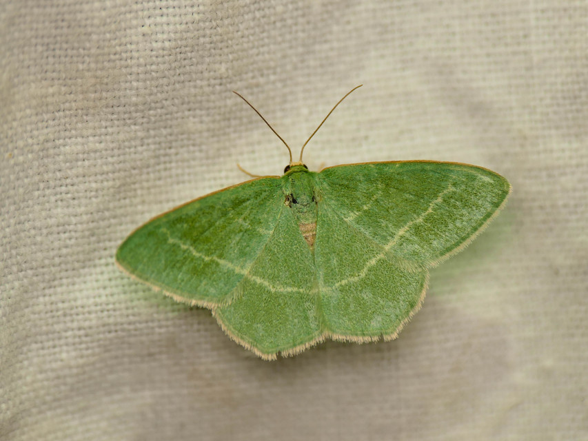 Chlorissa viridata - üdezöld araszoló