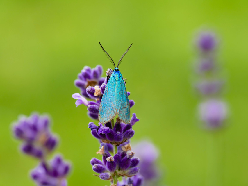 Zygaenidae - csüngőlepkefélék