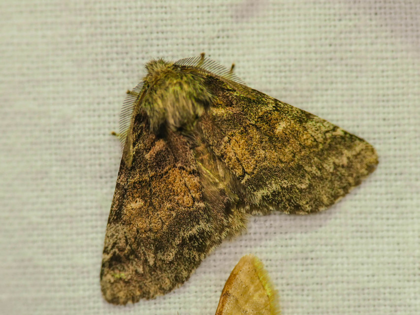 Gluphisia crenata - kormos púposszövő