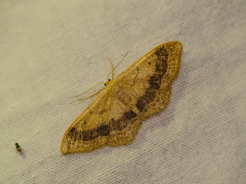 Idaea aversata - nagy sávosaraszoló