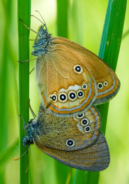 Coenonympha oedippus - ezüstsávos szénalepke
