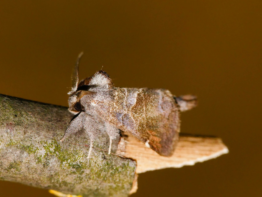 Clostera pigra - apró levélszövő