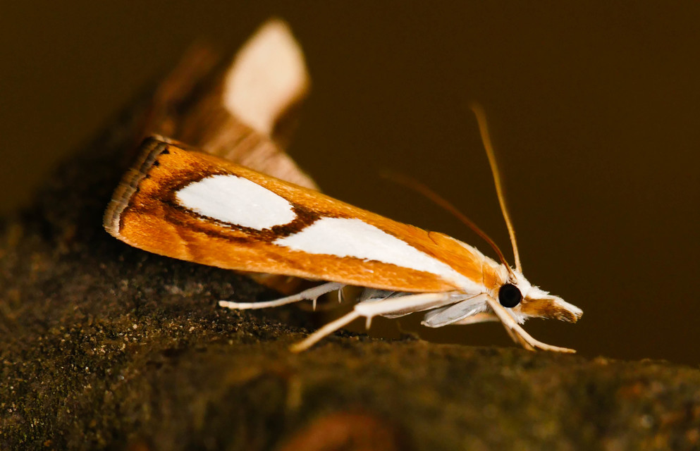 Catoptria pinella - ezüstös fűgyökérmoly
