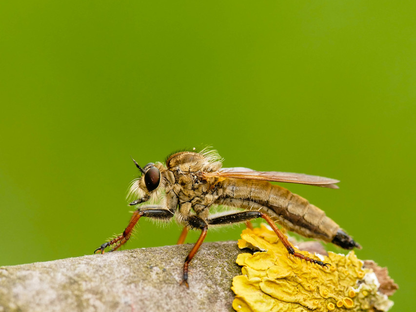 Echthistus rufinervis