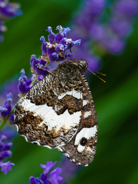 Brintesia circe - fehéröves szemeslepke