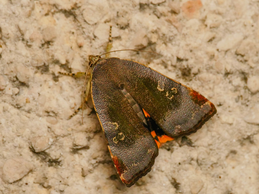 Noctua janthe/janthina