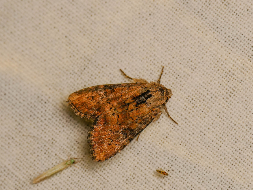 Loscopia scolopacina - csinos dudvabagoly
