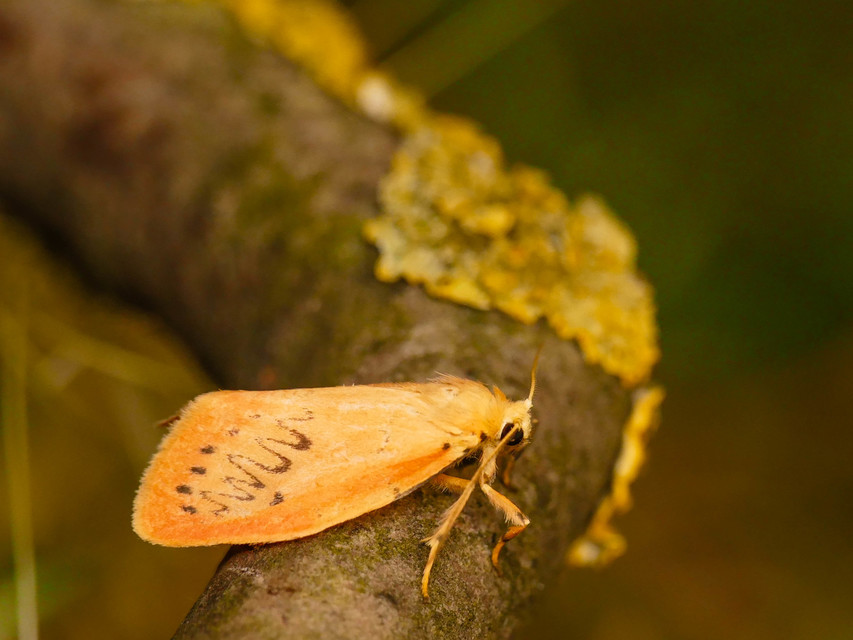 Miltochrista miniata - piros medvelepke