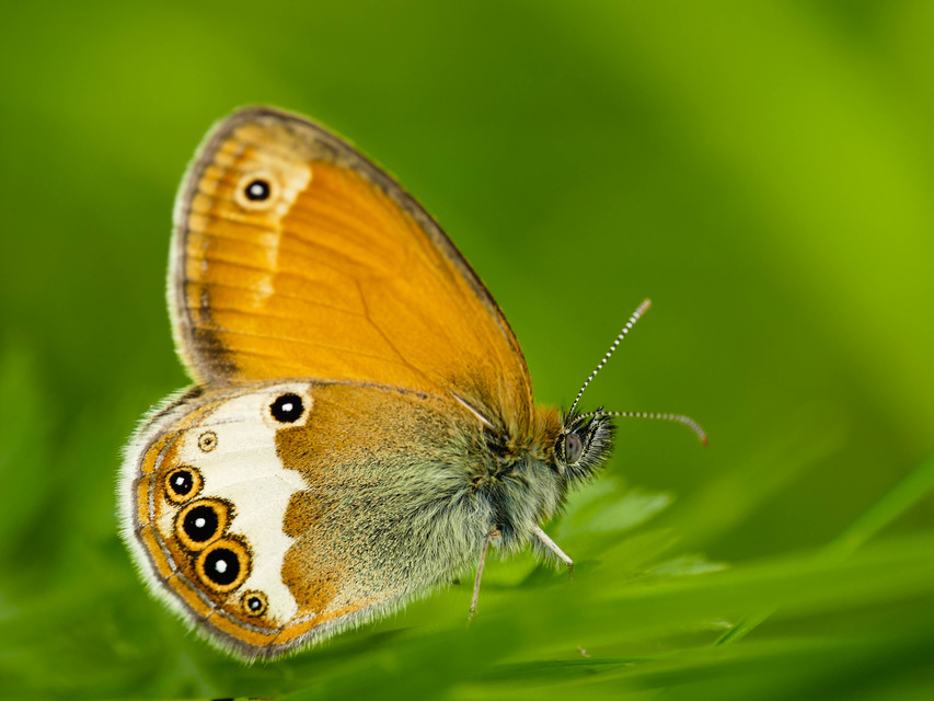 Coenonympha arcania - fehéröves szénalepke