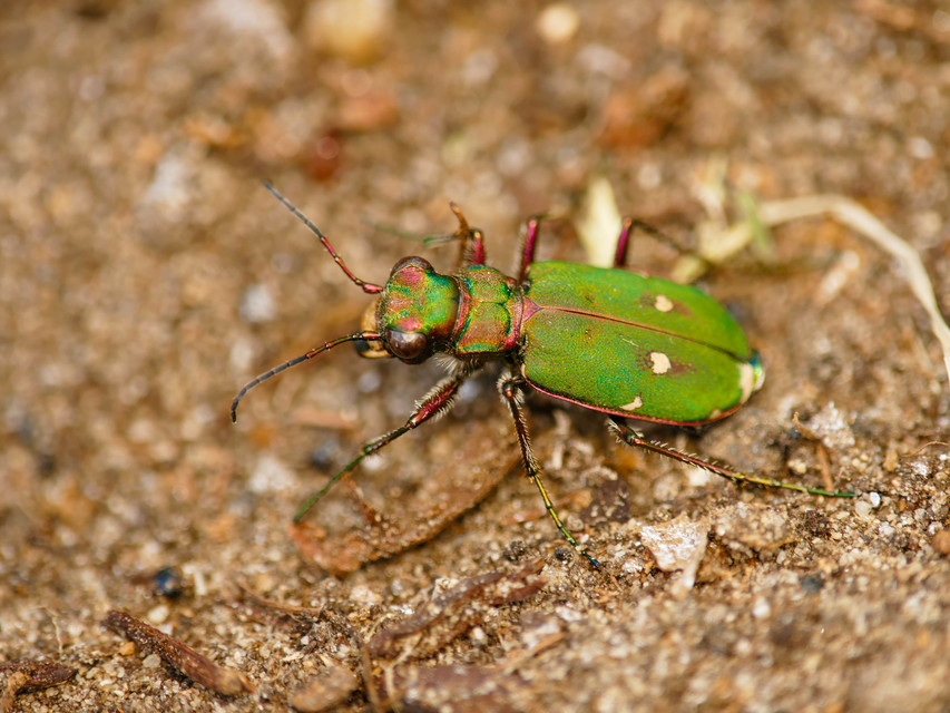 Cicindela campestris - mezei homokfutrinka