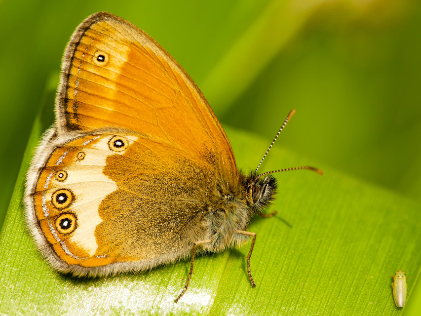 Coenonympha arcania - fehéröves szénalepke