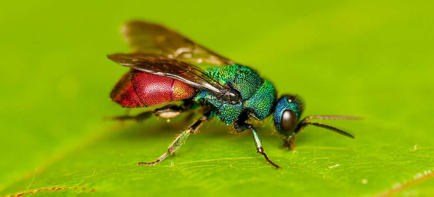 Chrysididae - fémdarazsak