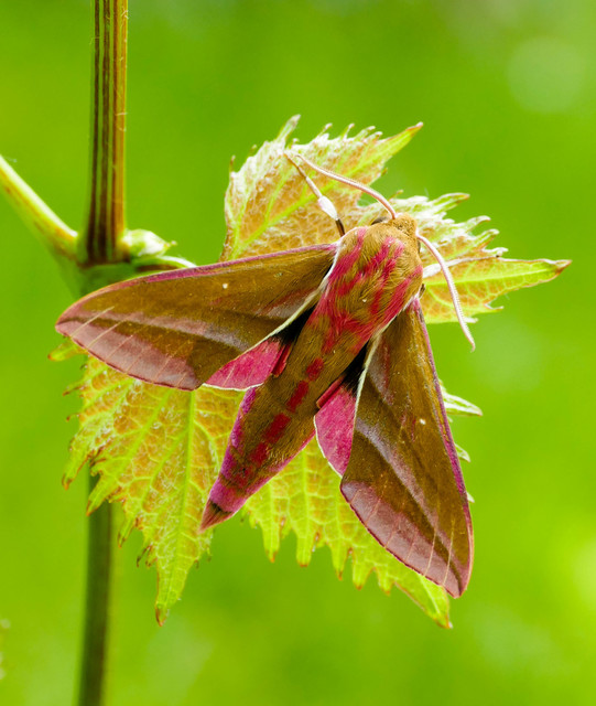 Deilephila elpenor - szőlőszender