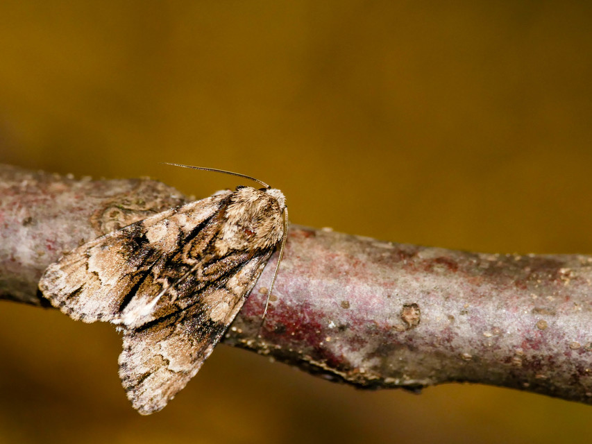 Acronicta alni - éger-szigonyosbagoly