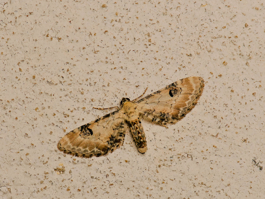 Eupithecia centaureata - búzavirág-törpearaszoló