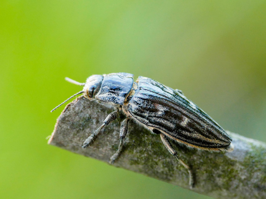 Chalcophora mariana - nagy fenyvesdíszbogár
